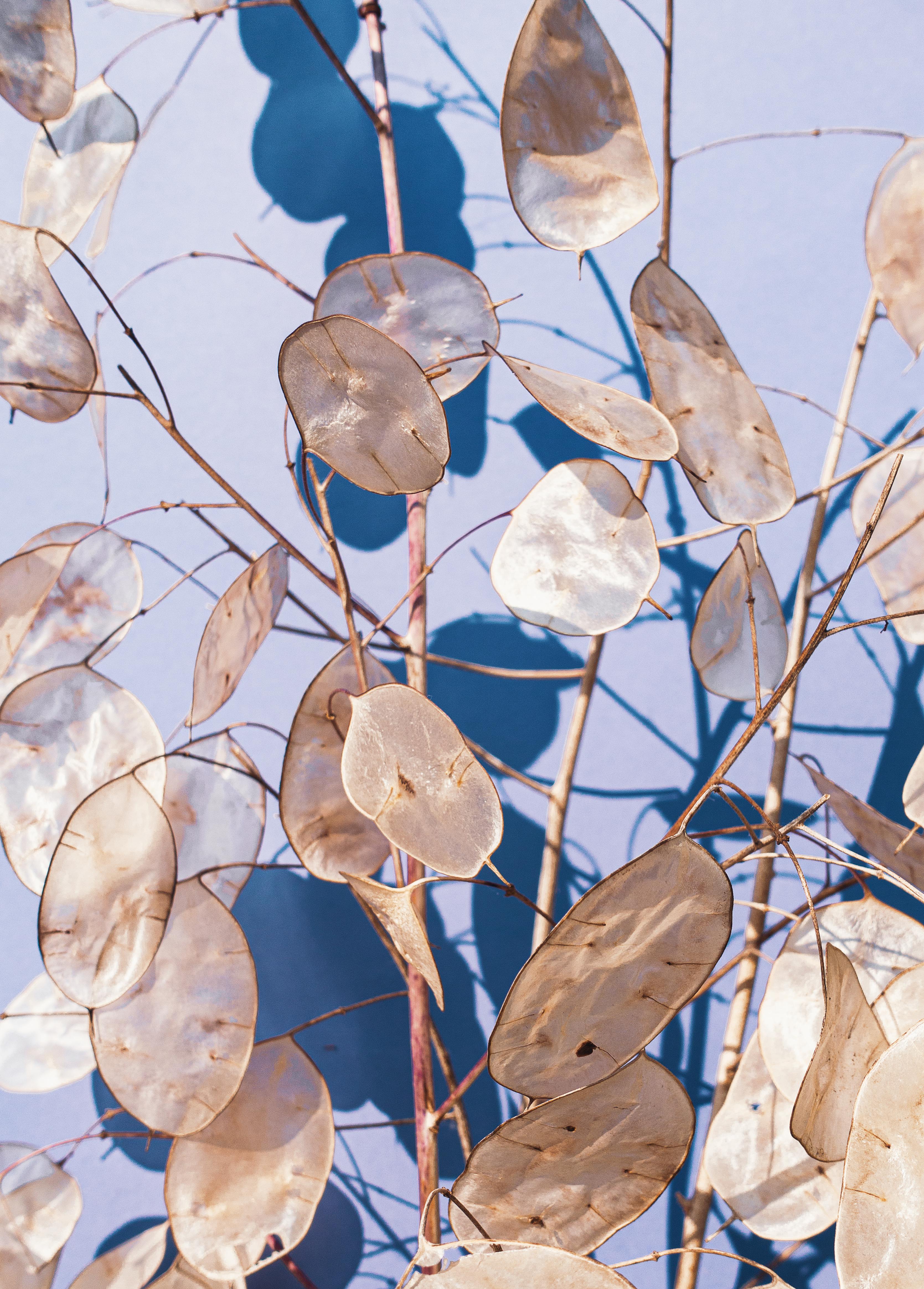 Seed heads of the Honesty plant
